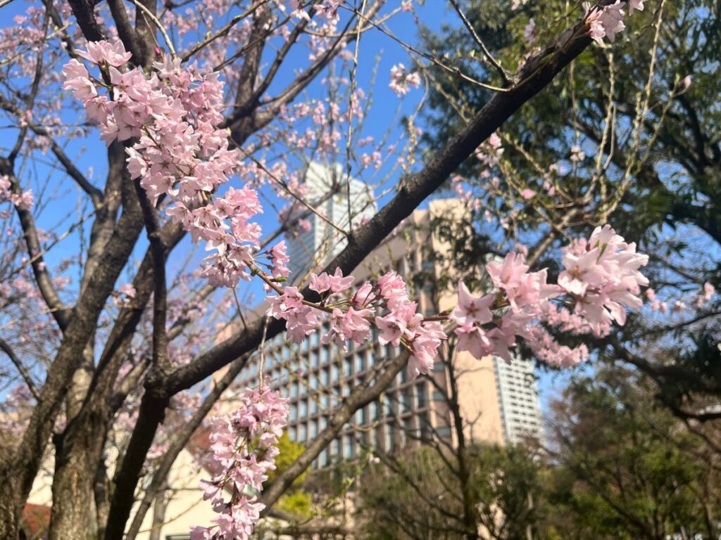 あかつき公園の桜がきれいでした